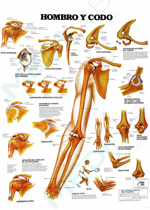 Hombros 2025 y codos